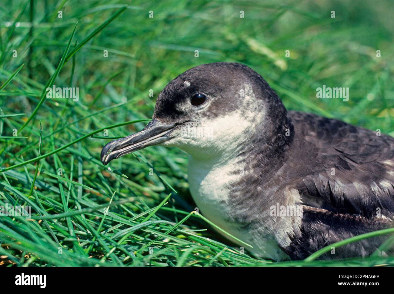 Shearwater dalla fattura nera, shearwater di manx (Puffinus puffinus), naso a tubo, animali, uccelli, Shearwater di Manx adulto, Primo piano, Islanda Foto Stock