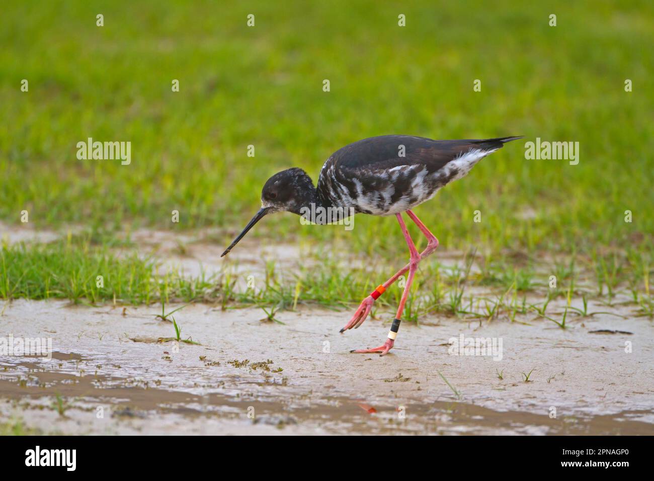 Black Stilt (Himantopus novaezelandiae) giovani, con anelli per le gambe, camminando in zone umide, Nuova Zelanda Foto Stock