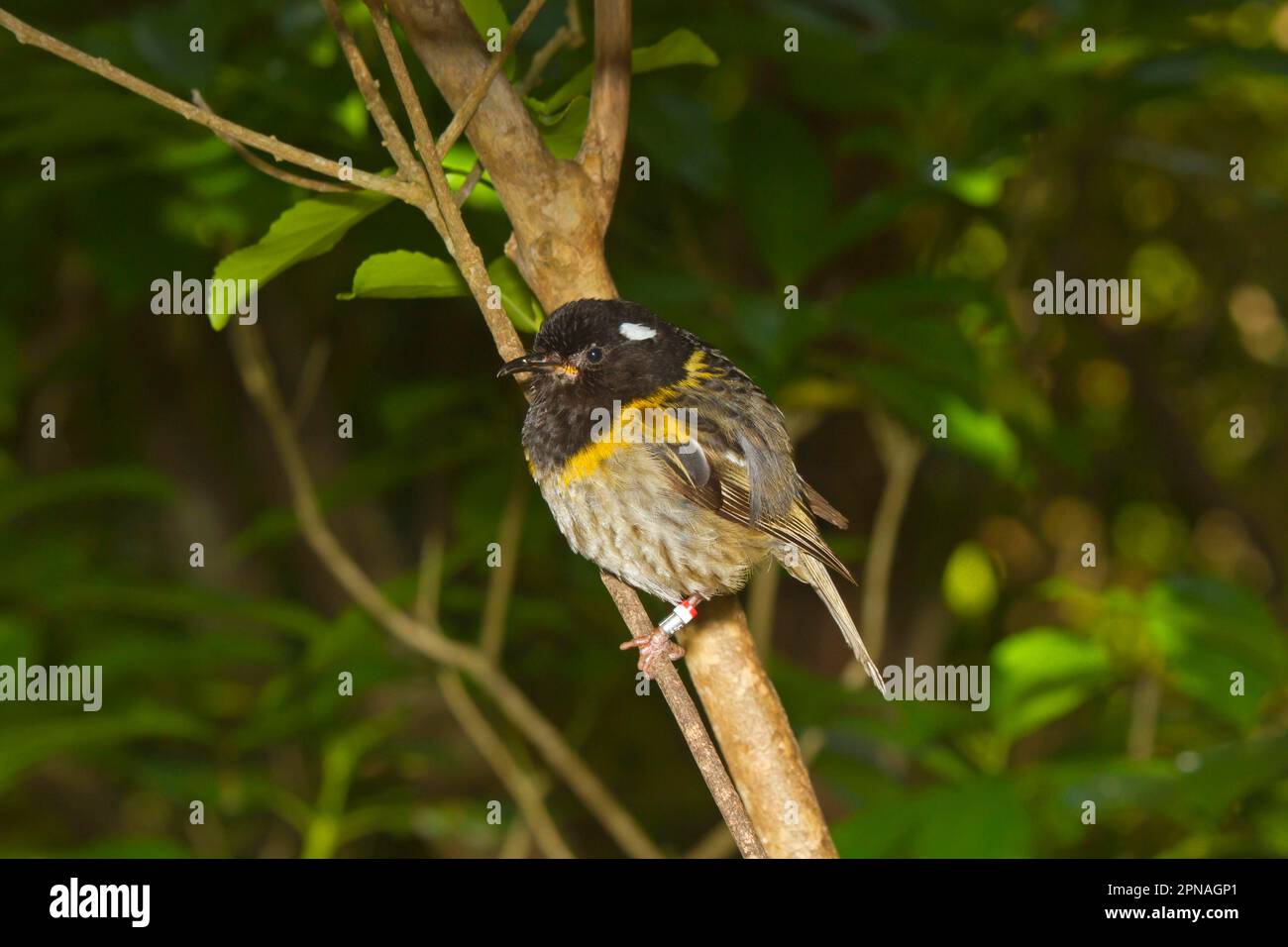 Stitchbird (Notiomystis cincta) uomo adulto, con anelli per le gambe, arroccato su un ramoscello, Nuova Zelanda Foto Stock