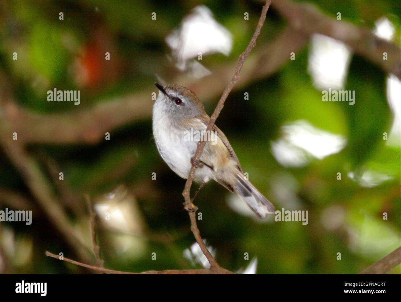 Brown Gerygone (Gerygone mouki) adulto, arroccato su twig, Tamborine Mountain N. P. Queensland, Australia Foto Stock