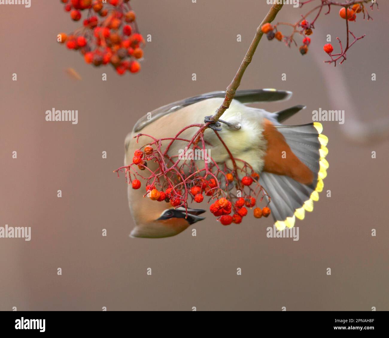 Waxwing, waxwings bohemian (Bombycilla garrulus), songbirds, animali, uccelli, waxwing bohemian nutrire adulti su bacche di rowan, Worcestershire Foto Stock