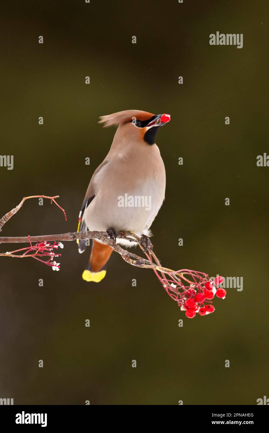 Waxwing, waxwings bohemian (Bombycilla garrulus), songbirds, animali, uccelli, waxwing bohemian adulto, Nutrirsi di bacche di rowan, Finlandia Foto Stock