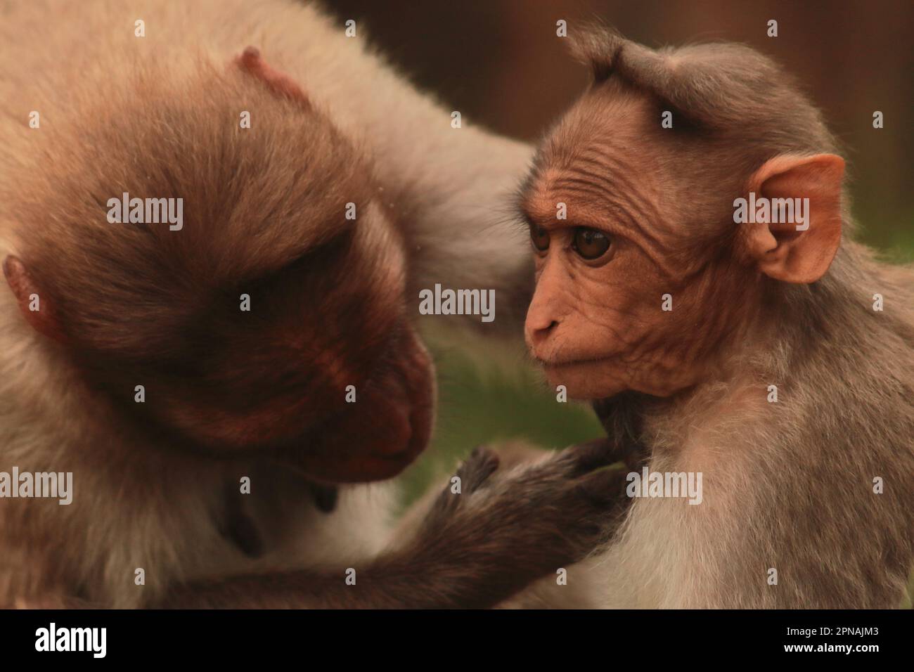 la famiglia dei macachi di cofano (macaca radiata), conosciuta anche come zati, è una specie di macaco endemica dell'india meridionale Foto Stock