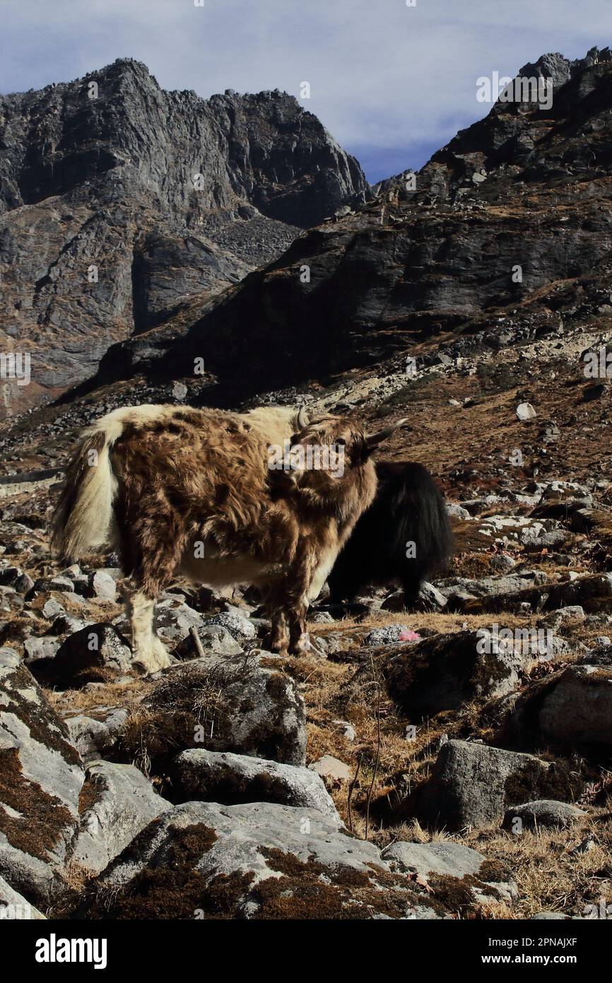 yak (bos grunniens) pascolando nella zona alta alpina di himalaya vicino passo di sela nel distretto di tawang di arunachal pradesh, l'india nord-orientale Foto Stock