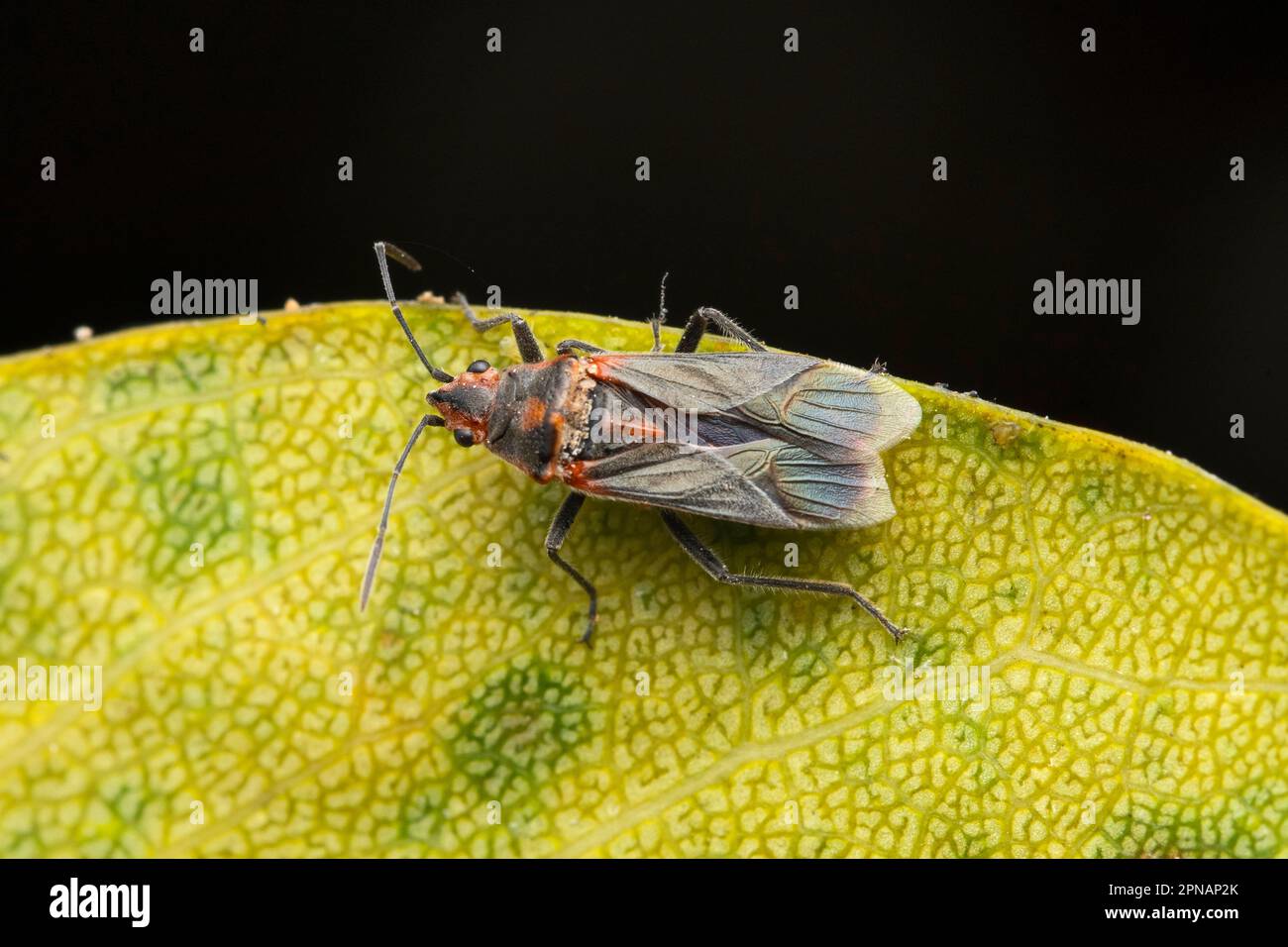 Insetti neri e rossi, Melacoryphus lateralis, Satara, Maharashtra, India Foto Stock