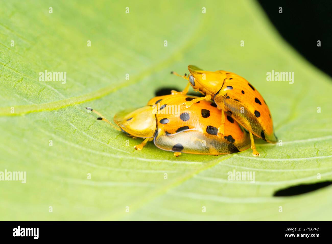 Accoppiamento di scarabeo di tartaruga, Aspidimorfa miliaris, Satara, Maharashtra, India Foto Stock