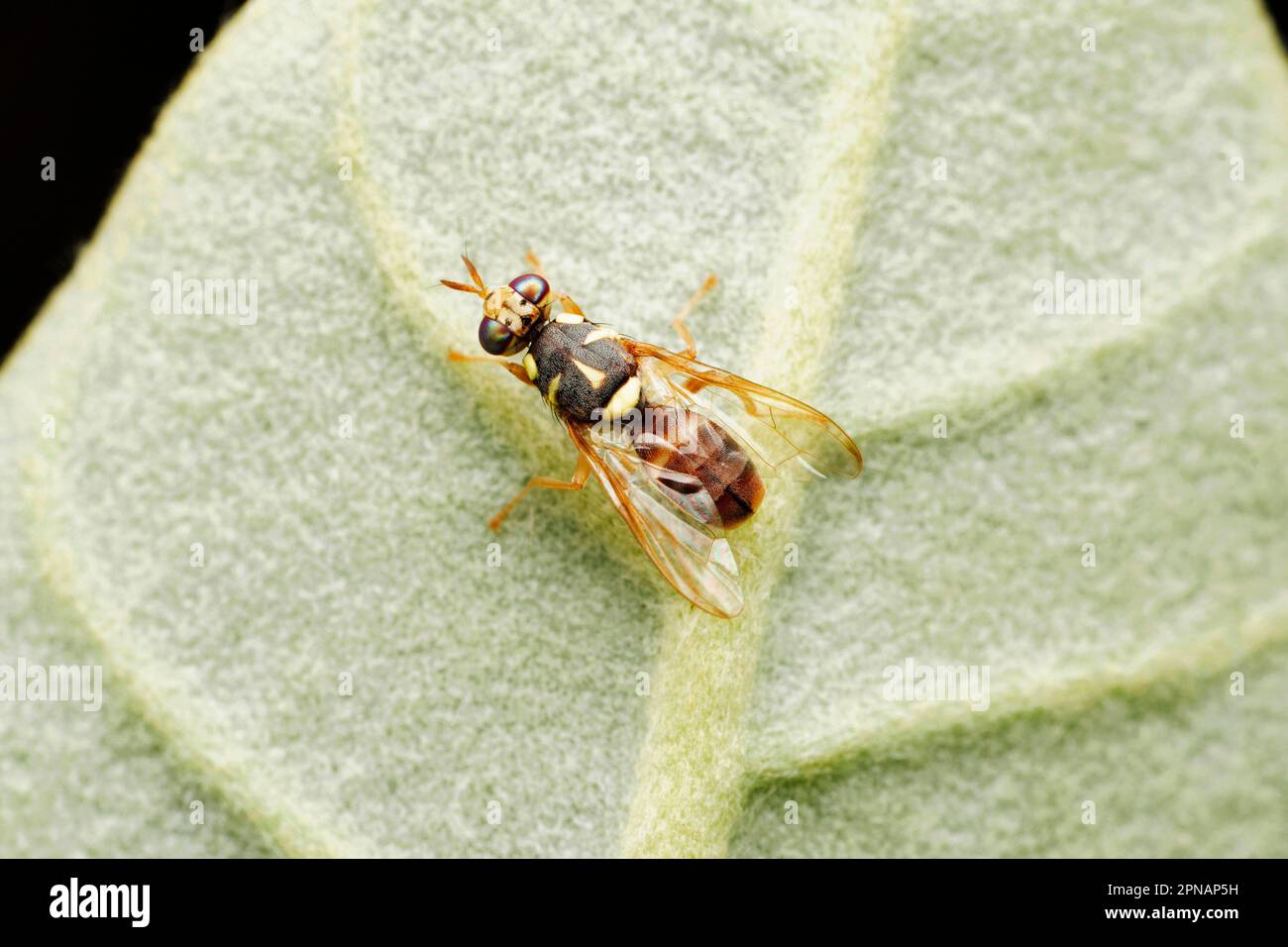 Fruit fly, Dacus ciliatus, Satara, Maharashtra, India Foto Stock