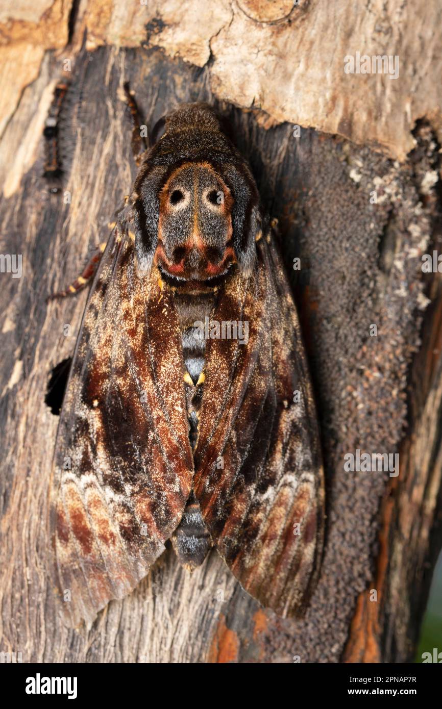 Morte Capo Hawk Moth, Acherontia lachesis, Satara, Maharashtra, India Foto Stock