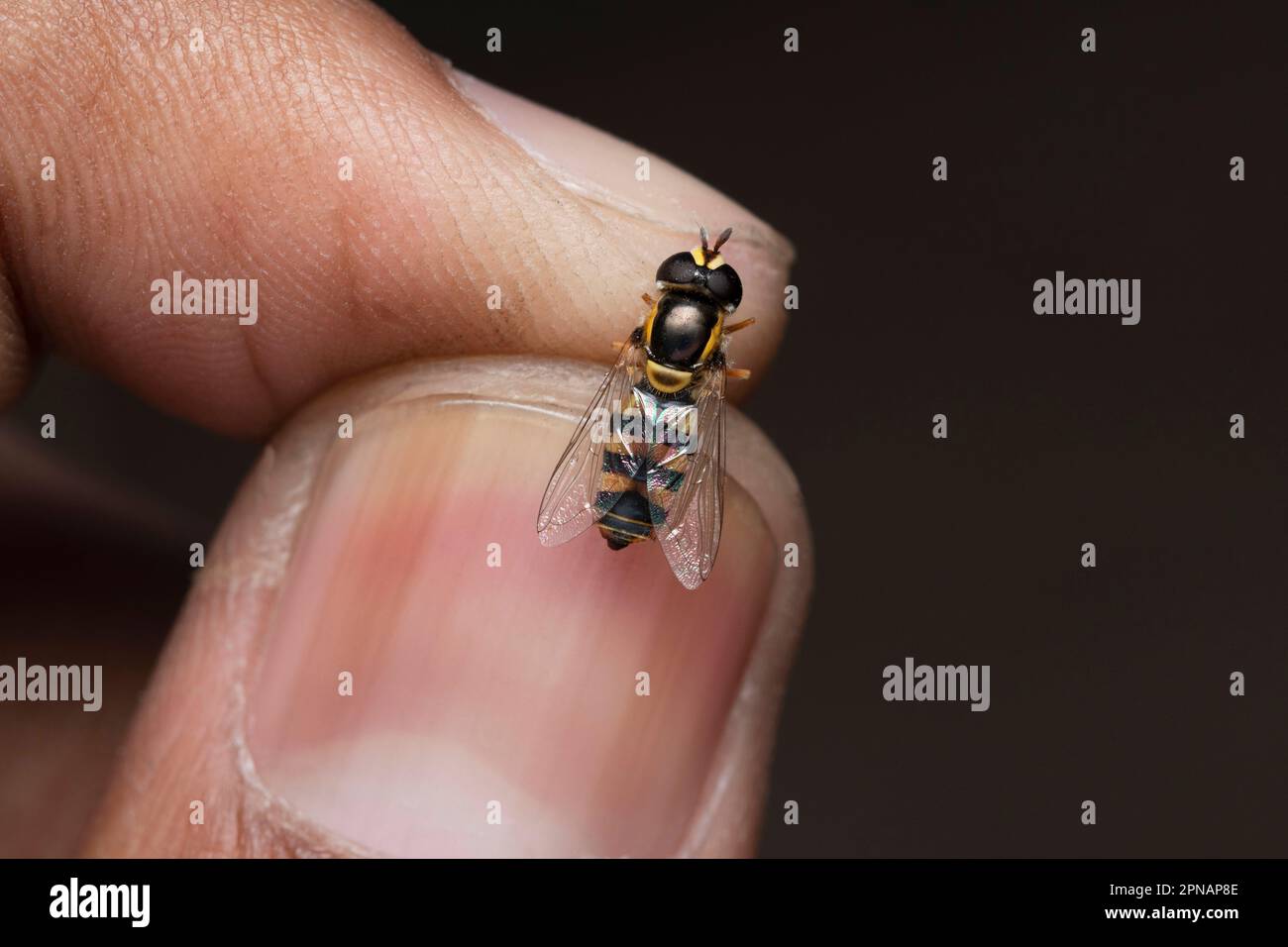 Closeup di Hoverfly, Sphaerophoria scripta, Pune, Maharashtra, India Foto Stock