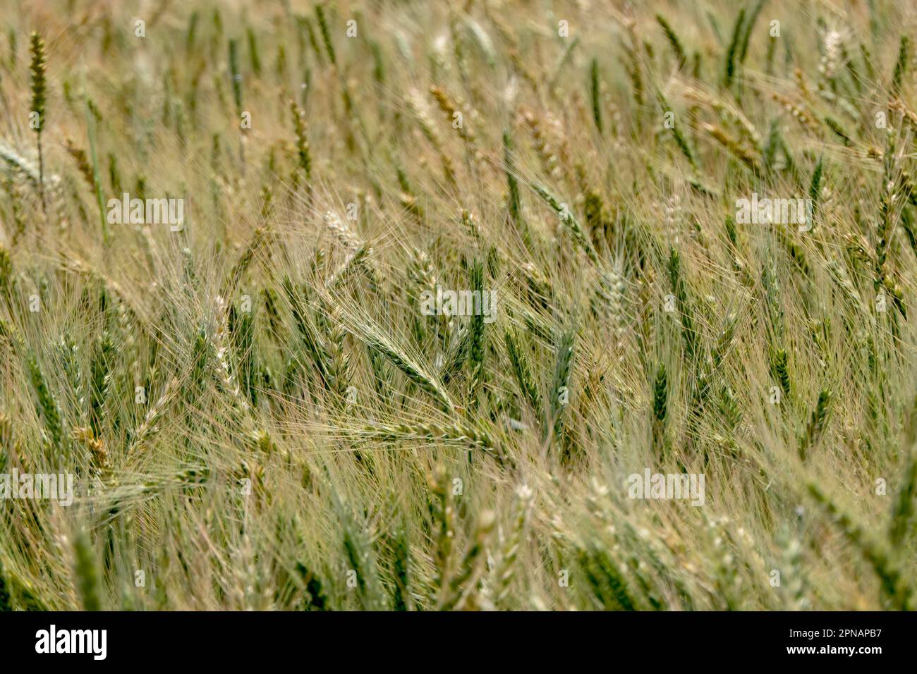 Spighe di segale di maturazione che oscillano nel vento su un campo agricolo. Raccolto Foto Stock
