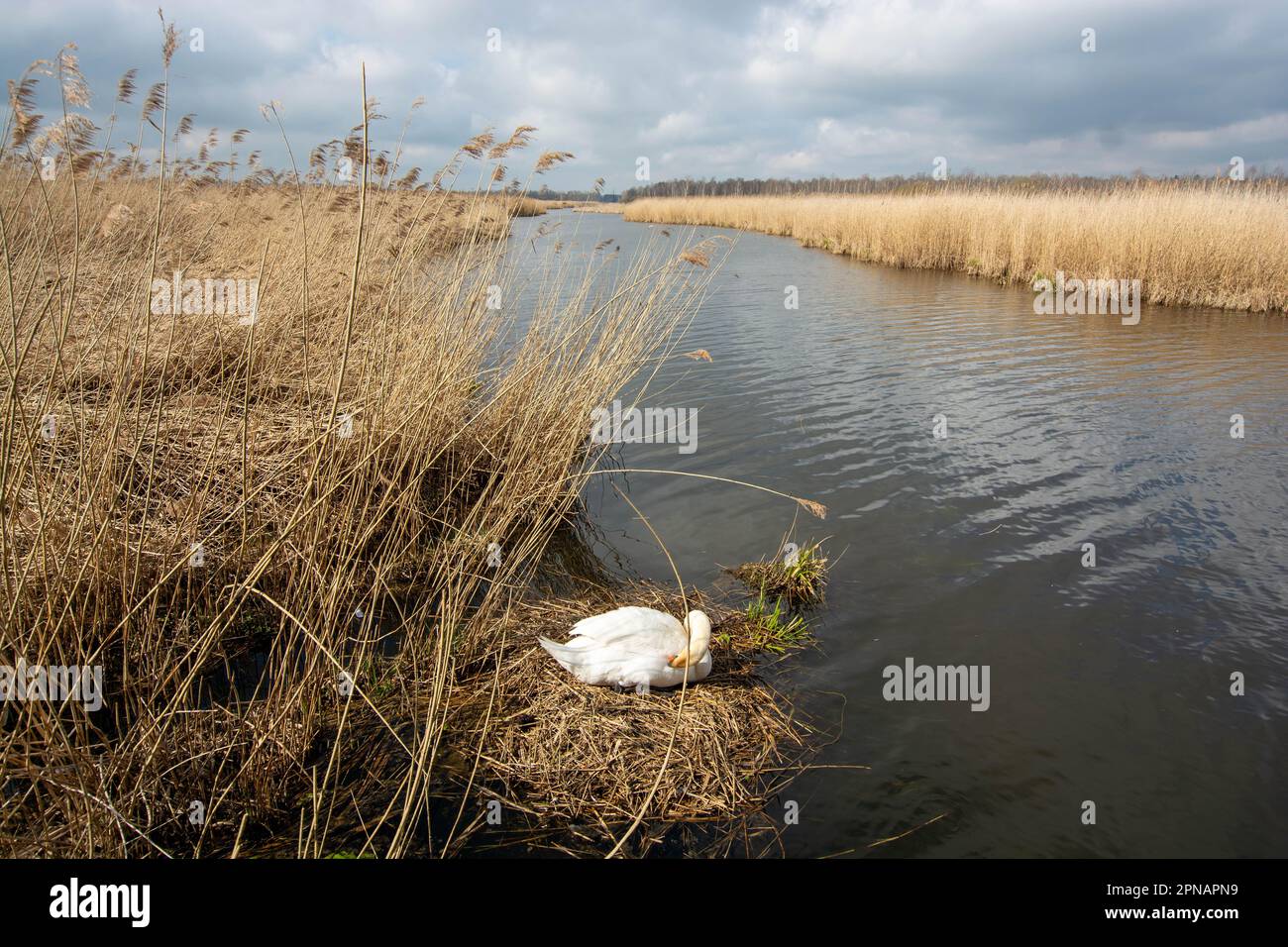 Cigno da allevamento a Federsee, patrimonio mondiale dell'unesco, Bad Buchau Foto Stock