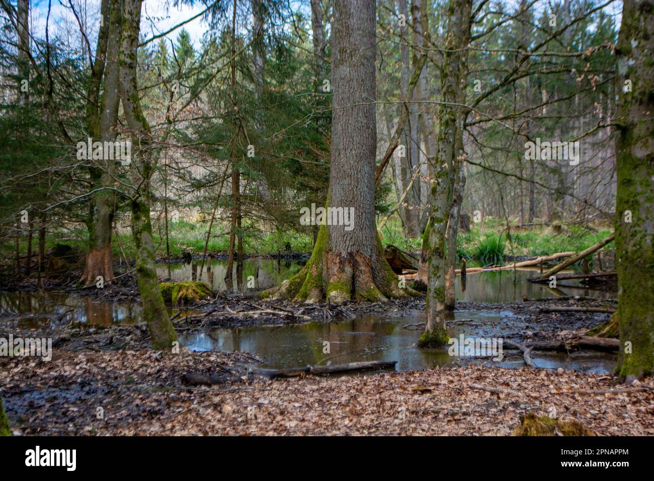 Marsh a Bad Saulgau in Germania, una foresta esperienza natura Foto Stock