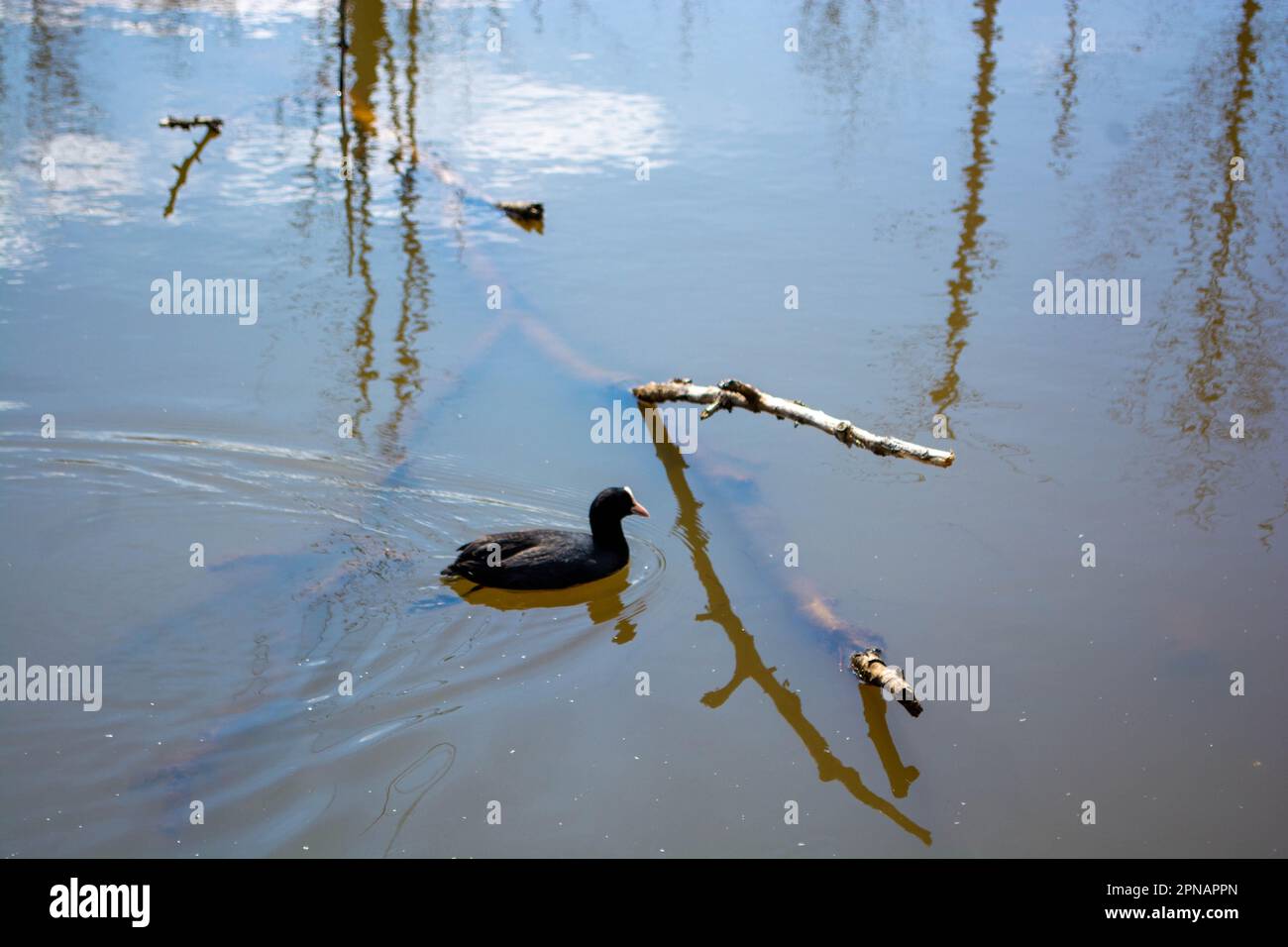 Marsh a Bad Saulgau in Germania, una foresta esperienza natura Foto Stock