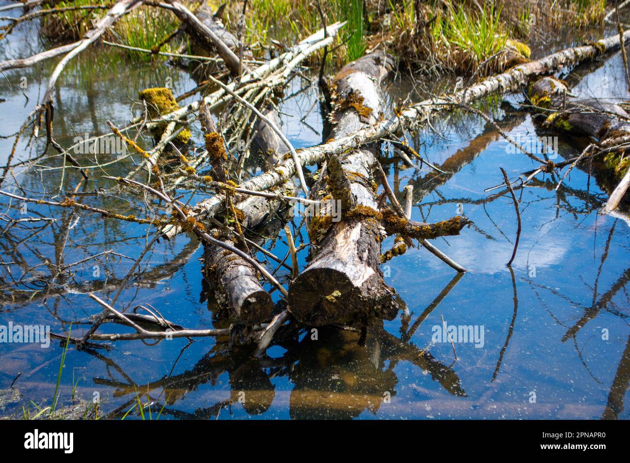 Marsh a Bad Saulgau in Germania, una foresta esperienza natura Foto Stock