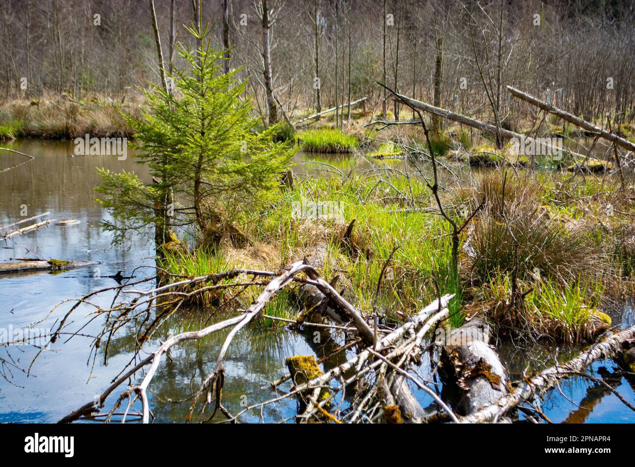 Marsh a Bad Saulgau in Germania, una foresta esperienza natura Foto Stock
