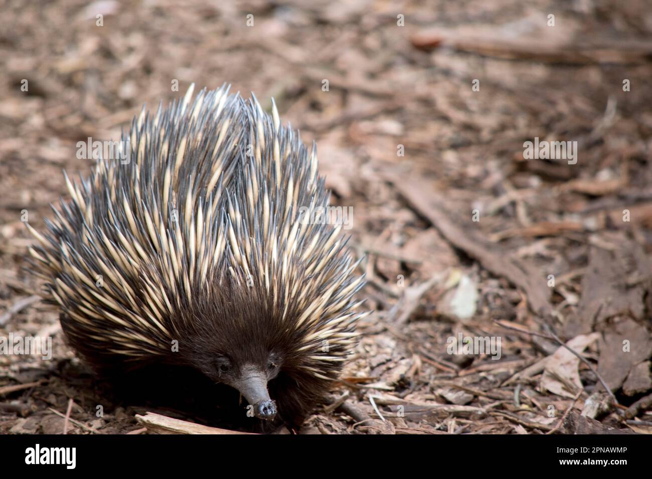 L'echidna ha spine come un porcupine, un becco come un uccello, un sacchetto come un canguro e depone le uova come un rettile. Conosciuto anche come anteaters spinosi, il Foto Stock