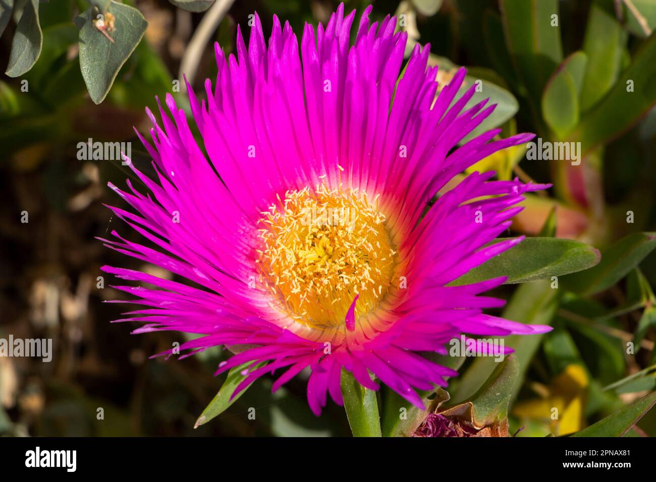 Abryanthemum acinaciforme pianta di ghiaccio pigface Carpobrotus acinaciformis Foto Stock