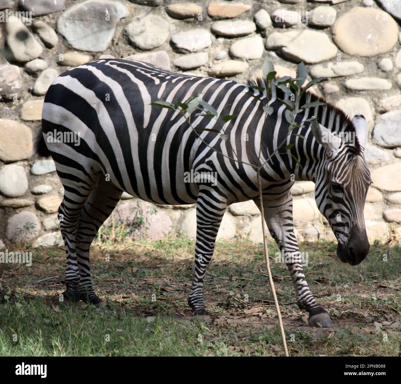 Zebra di Grant (Equus quagga boehmi) in piedi in uno zoo : (pix Sanjiv Shukla) Foto Stock