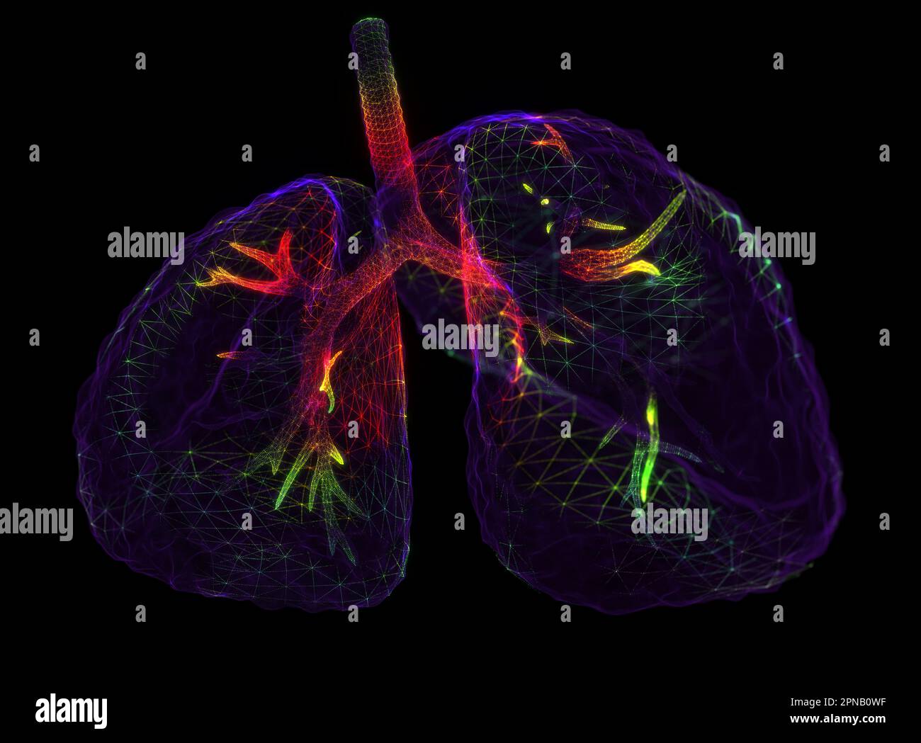 Anatomia dei polmoni del sistema respiratorio umano Foto Stock