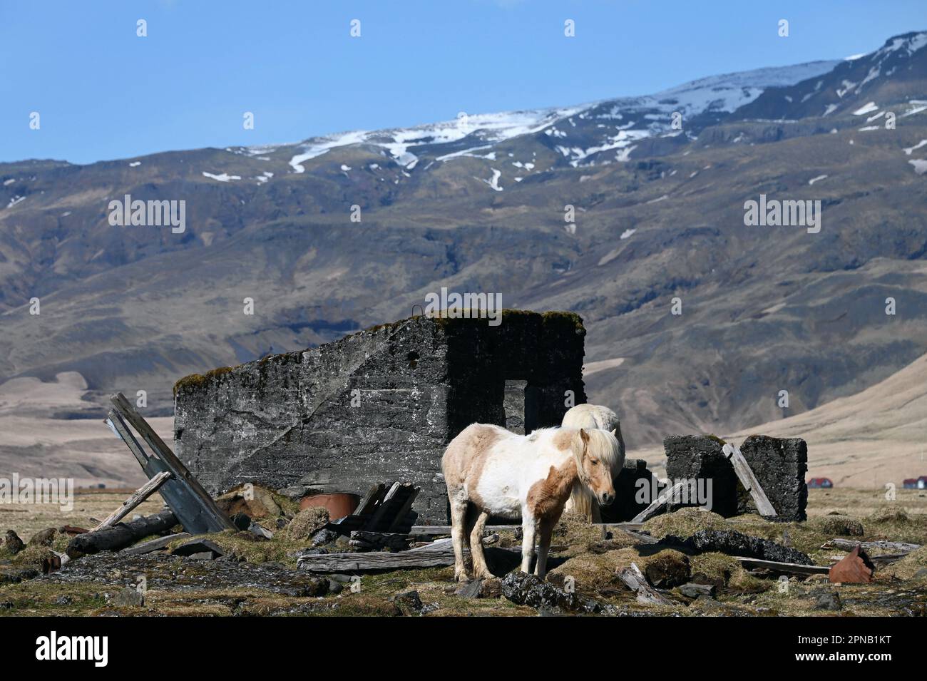 Cavalli islandesi in un pascolo sulla costa meridionale dell'Islanda. Foto Stock