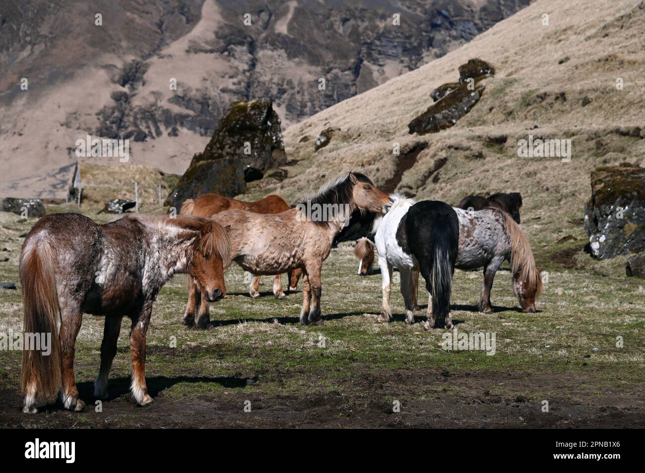 Cavalli islandesi in un pascolo sulla costa meridionale dell'Islanda. Foto Stock