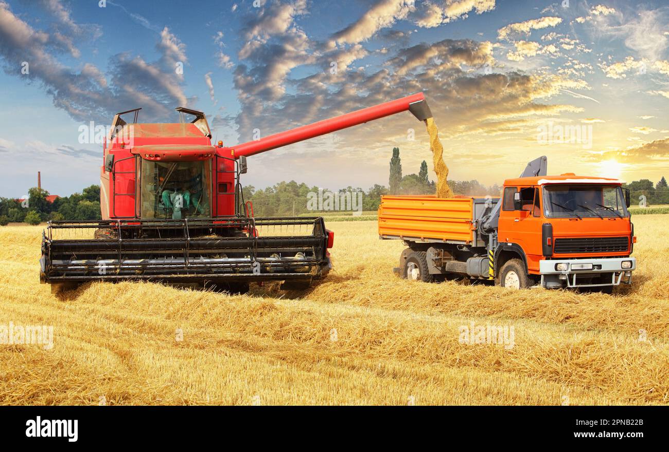 Sovraccaricare il grano dalla mietitrebbia in una vettura nel campo Foto Stock