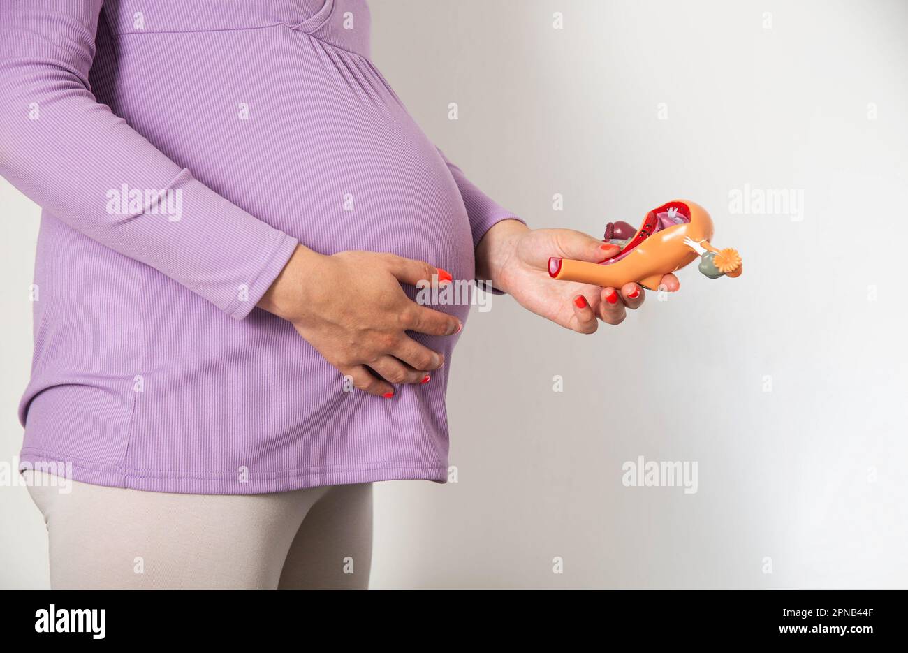 Ragazza incinta che tiene un modello del sistema riproduttivo femminile su uno sfondo bianco. Il concetto del ciclo di mestruazioni in donne incinte, pre Foto Stock