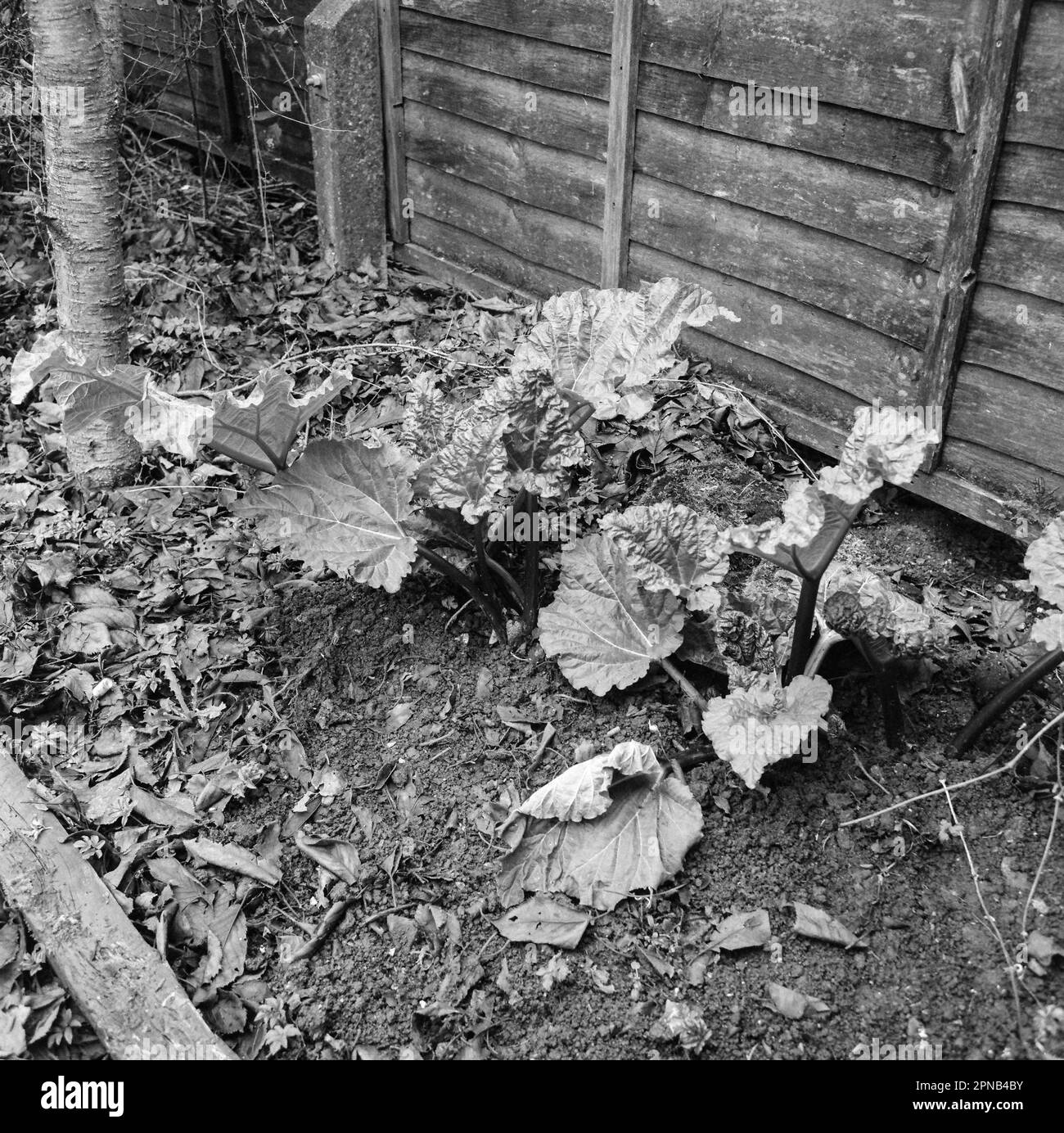 Piante di rabarbaro, Medstead, Hampshire, Inghilterra, Regno Unito. Foto Stock