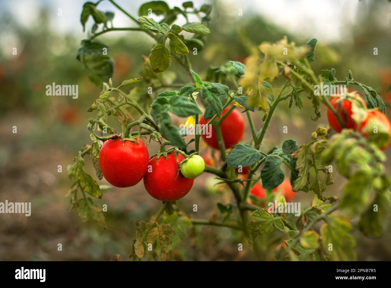 pomodori maturi rossi coltivati in campo o in giardino. Concetto di pomodoro di giardinaggio di agricoltura su piccola scala Foto Stock