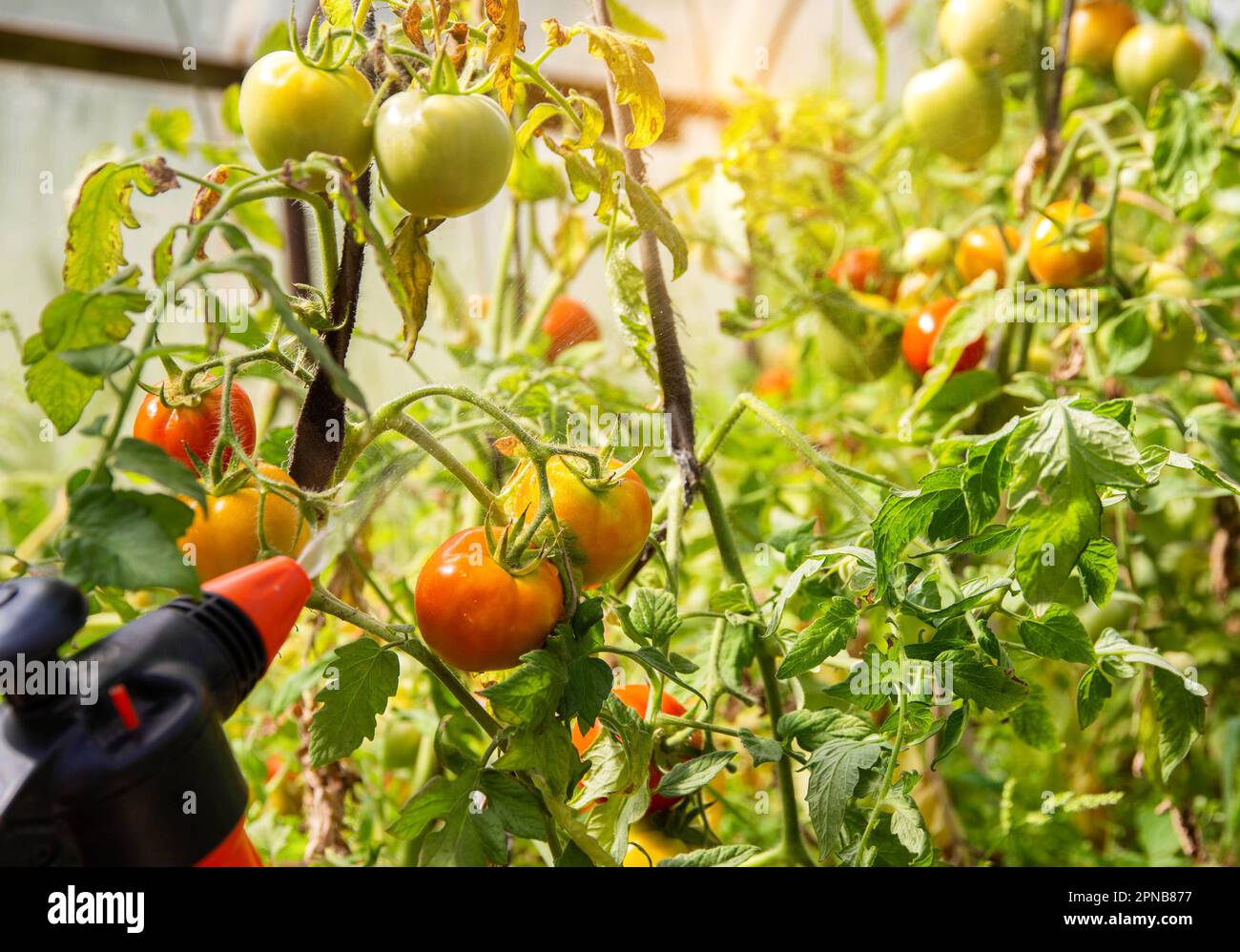 Spruzzare un pomodoro con una soluzione contro le malattie e il pomodoro di phytophthora. Soluzione di iodio e acido borico. Foto Stock