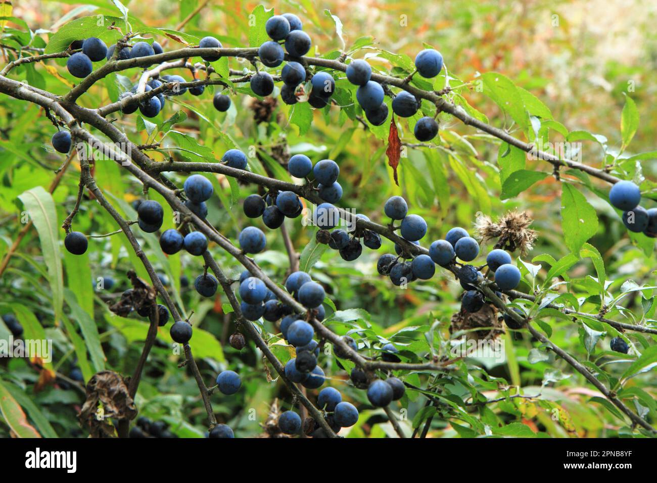 prugne selvatiche come sfondo di piante naturali molto bello Foto Stock