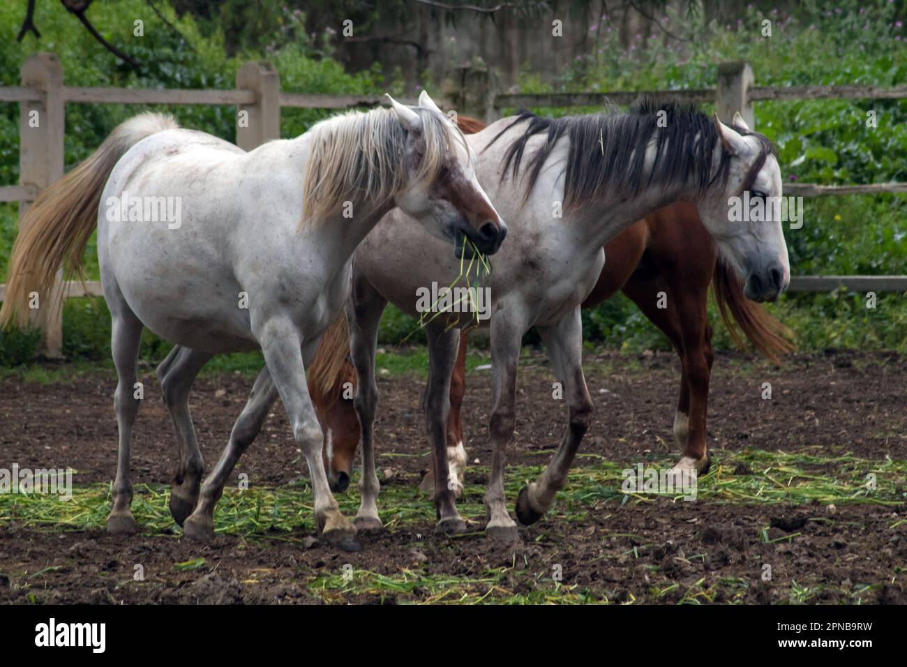 Equitazione Adventures nel nord della Tunisia Foto Stock