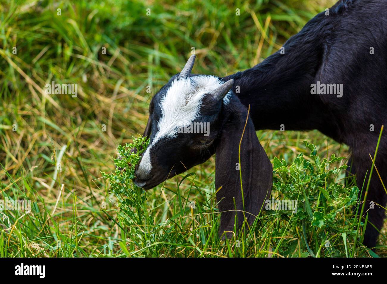 Una capra bianca e nera con lunghe orecchie e corna che si divertiscono a snacking su erba verde. Foto Stock