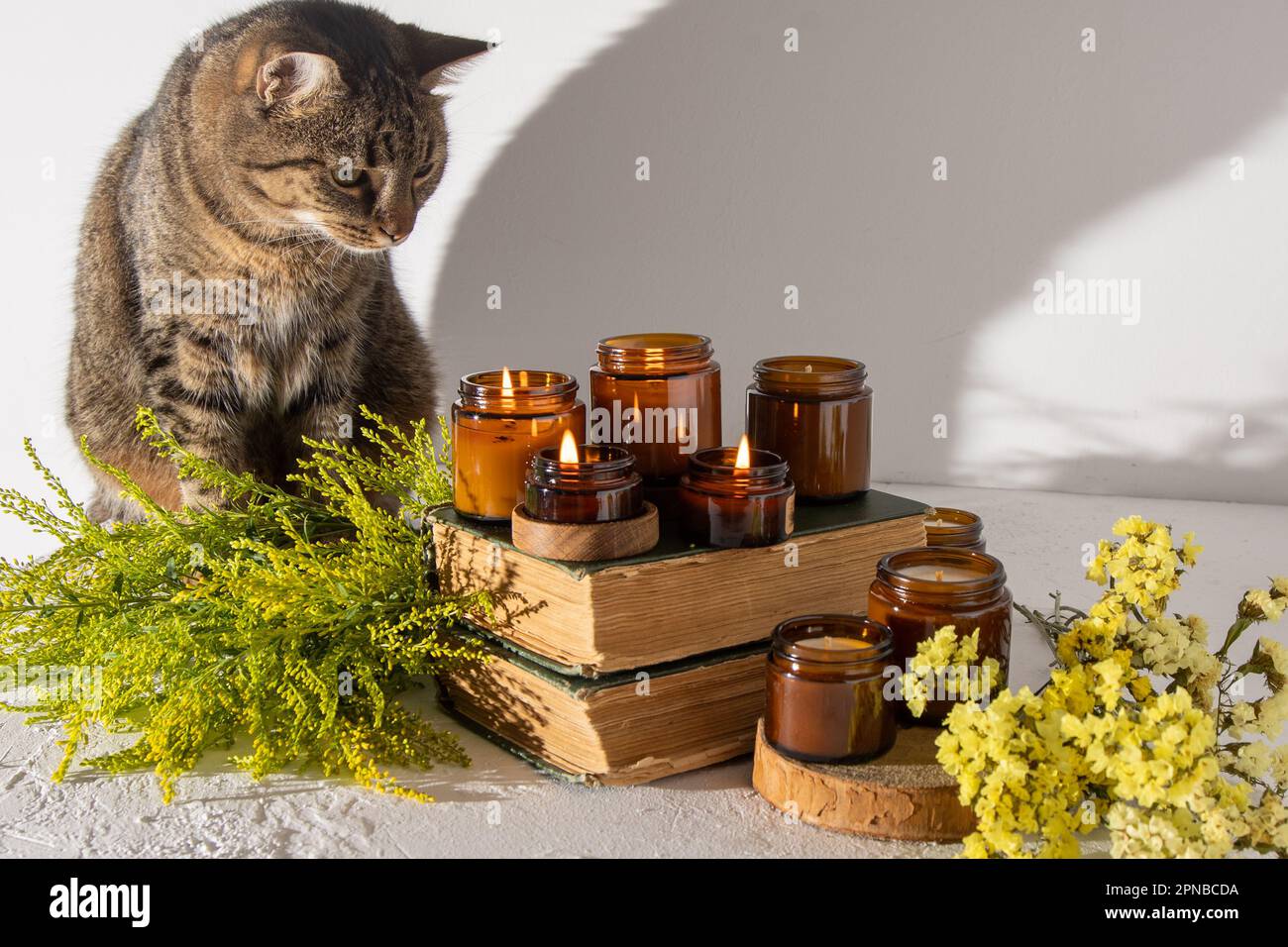 Cat candle immagini e fotografie stock ad alta risoluzione - Alamy