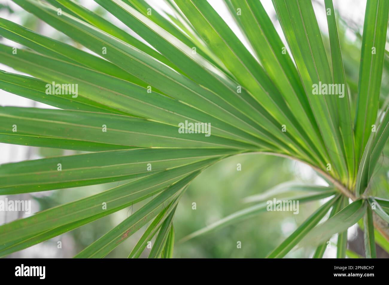 foglie di palma struttura naturale tropicale verde foglia primo piano. Ritaglio di foglie di palma. Foglia di palma. sfondo per il posizionamento del prodotto. biologico naturale, ecologico Foto Stock