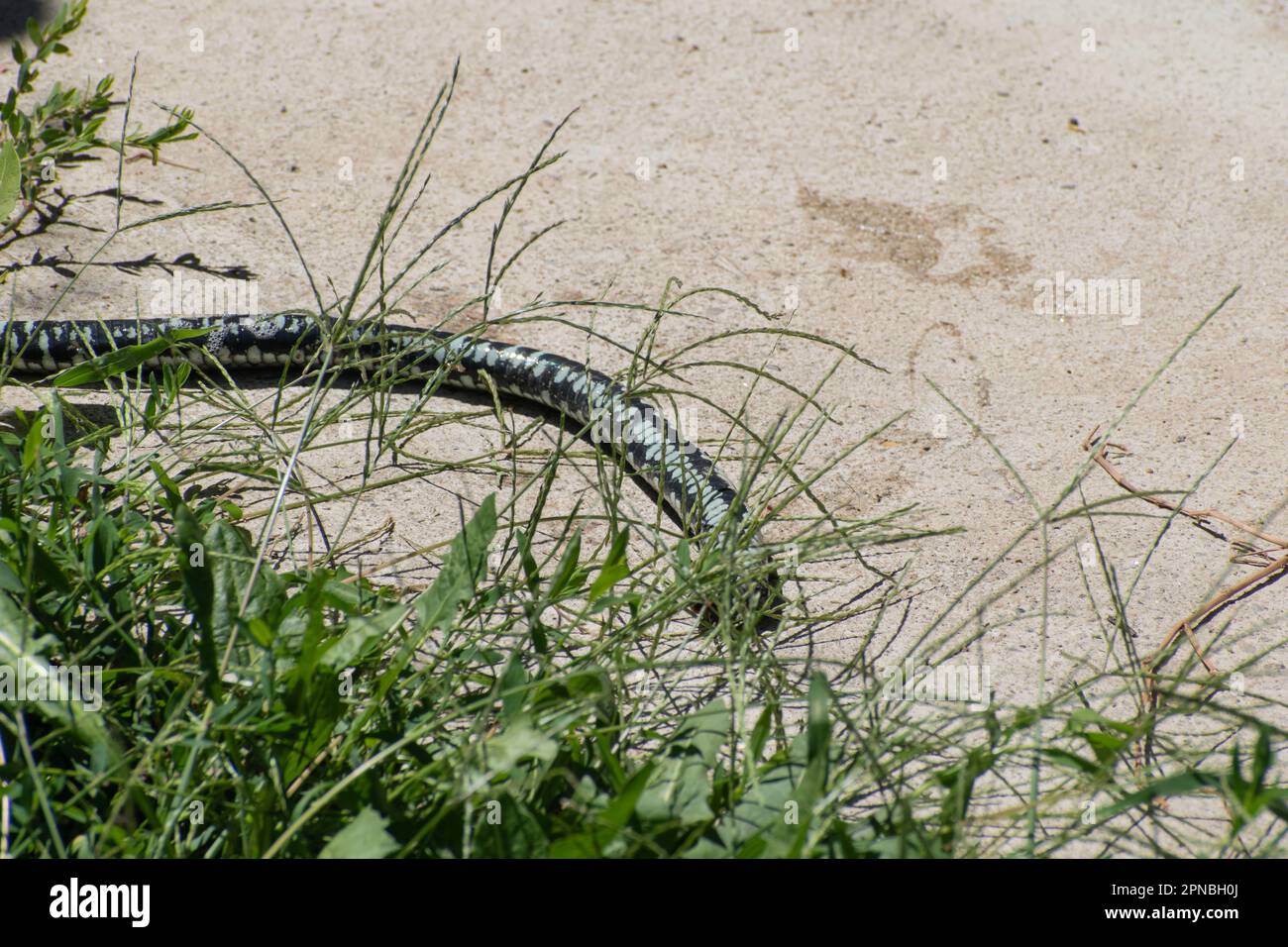 Serpente d'erba, serpente dagli anelli serpente non velenoso eurasiatico Natrix natrix, Serbia, Europa Foto Stock