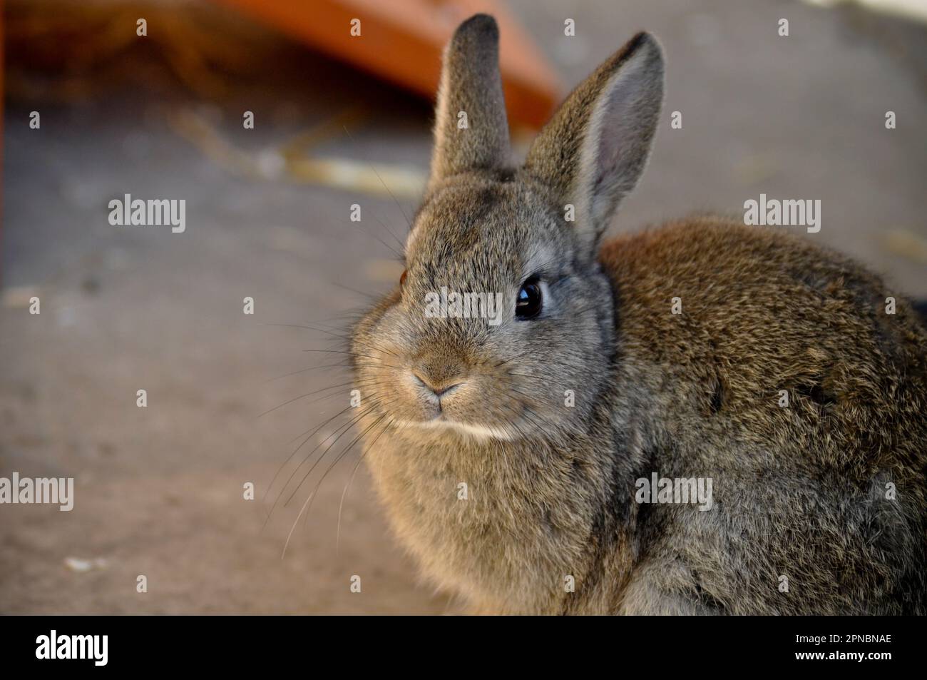 Ritratto di coniglio animale domestico marrone, con spazio di copia a lato Foto Stock