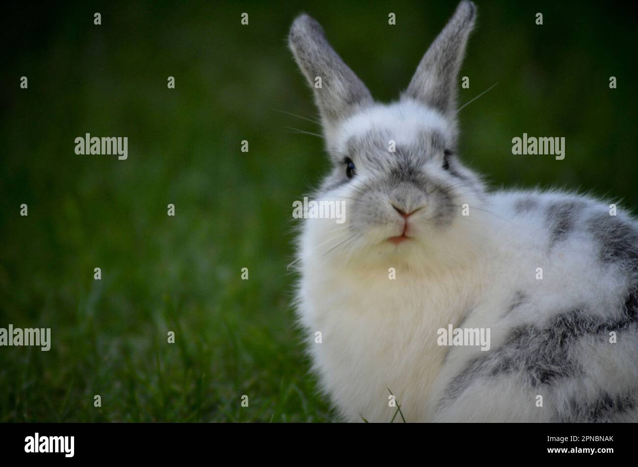 Carino coniglio bianco e grigio animale domestico seduto su erba con spazio copia disponibile Foto Stock