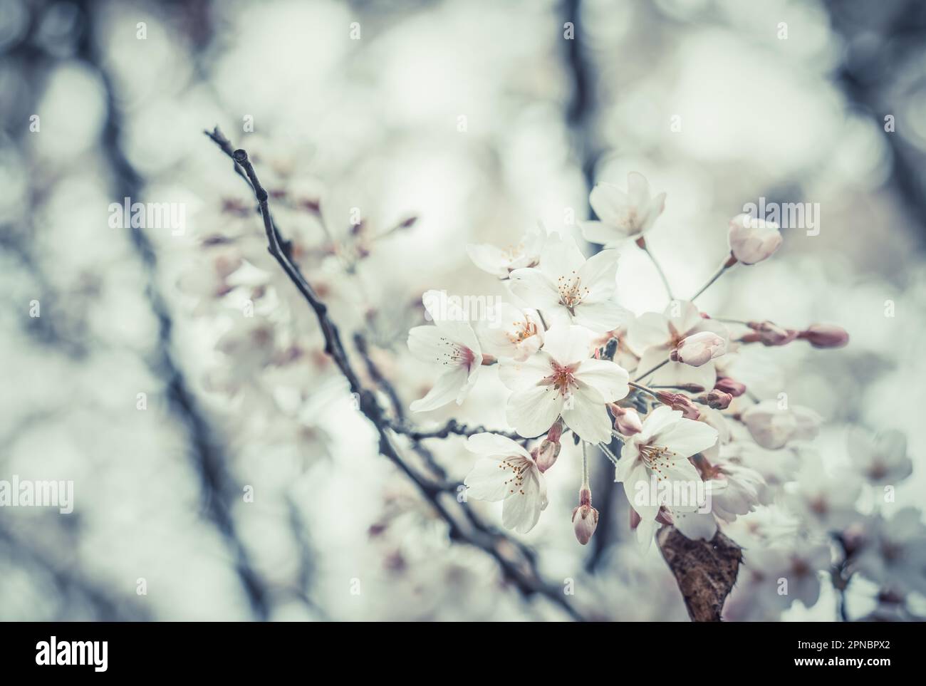 Primo piano con fiori di ciliegio rosa primaverile. Messa a fuoco selettiva. Foto Stock