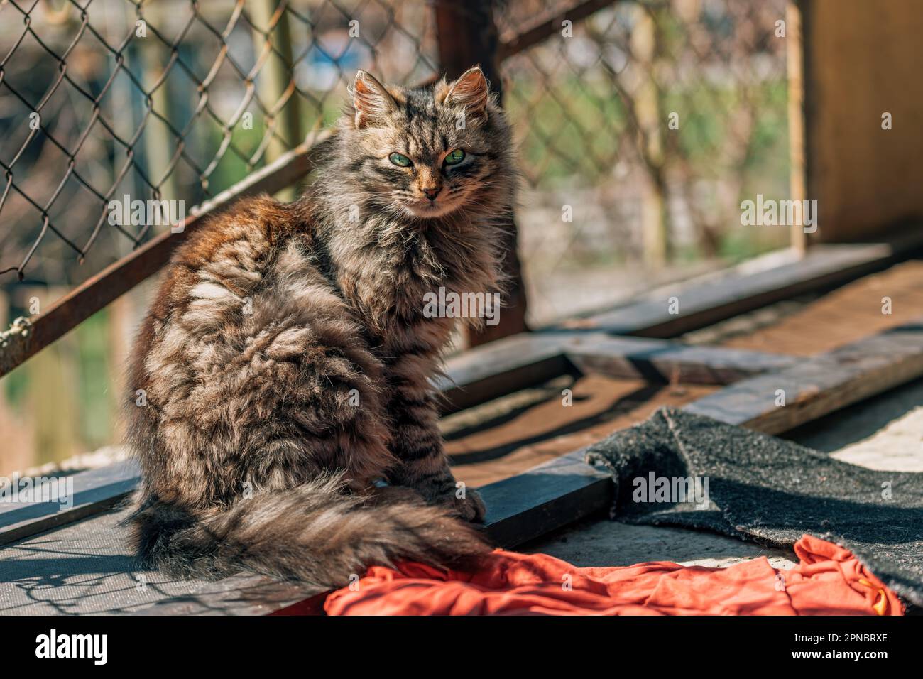 Ritratto di un gatto domestico femminile di razza mista a pelliccia con occhi verdi che assomiglia a ragamuffin, fuoco selettivo Foto Stock