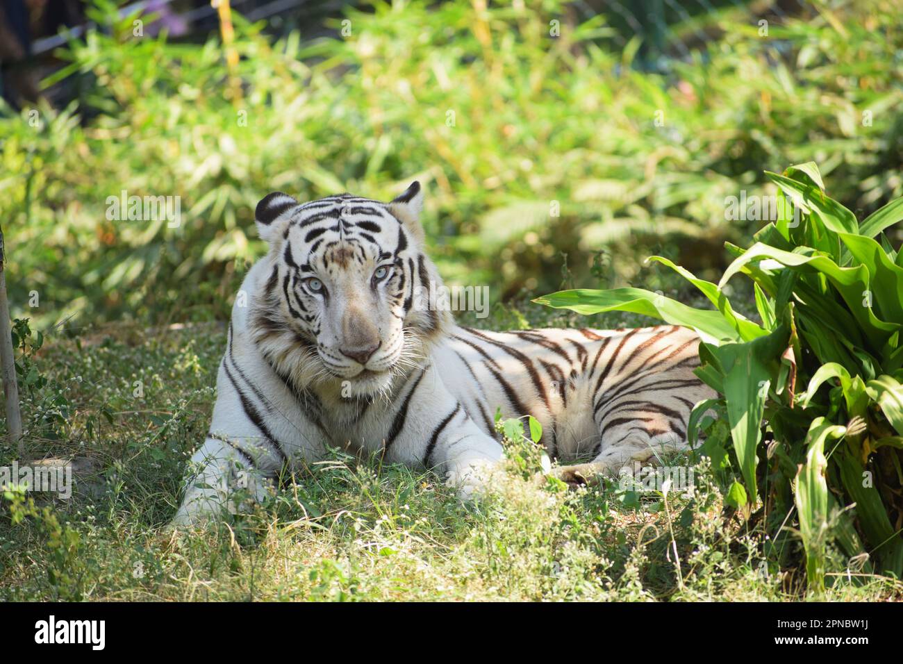 White Tiger Rest, Panthera tigris, Nehru Zoological Park, Hyderabad, India Foto Stock