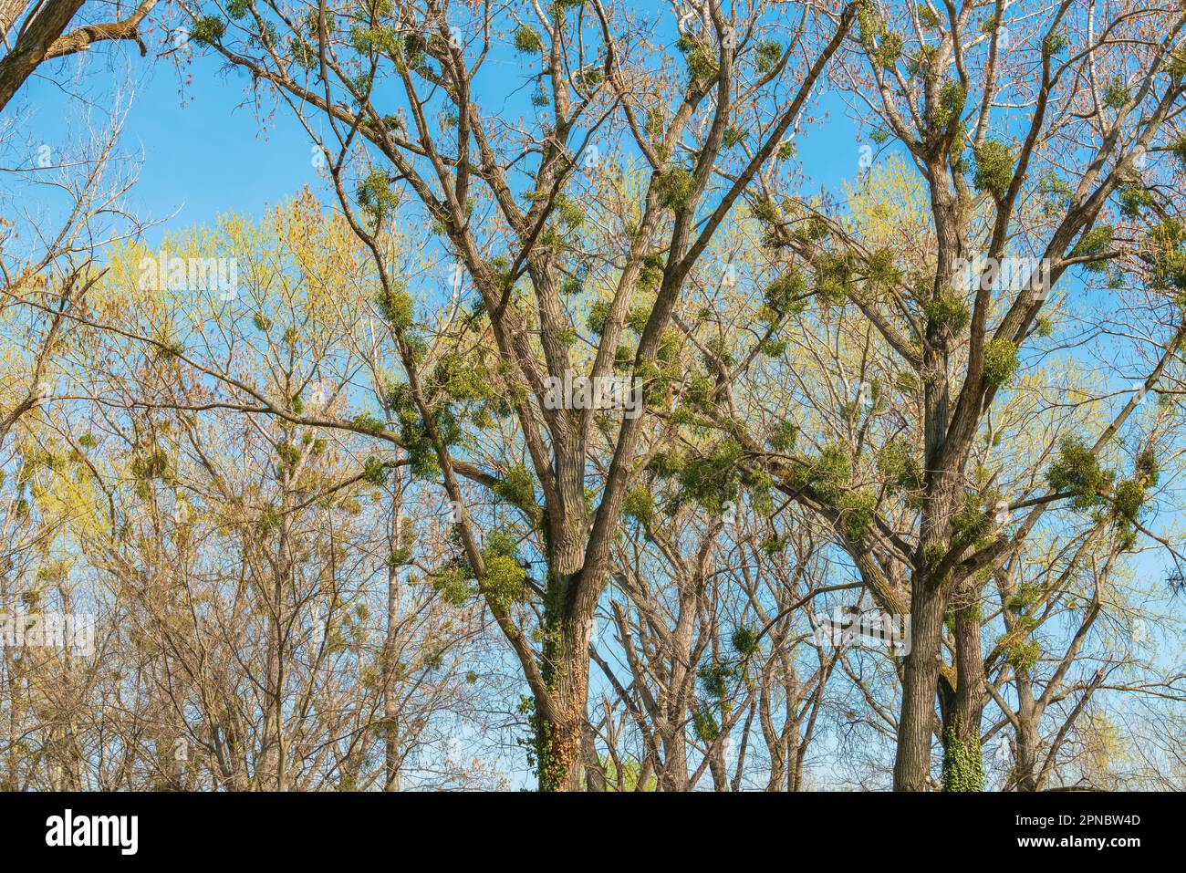 La scopa delle streghe è una deformità dell'albero, una massa densa di germogli cresce da un singolo punto, con la struttura risultante che assomiglia ad una scopa. Messa a fuoco selettiva. Foto Stock