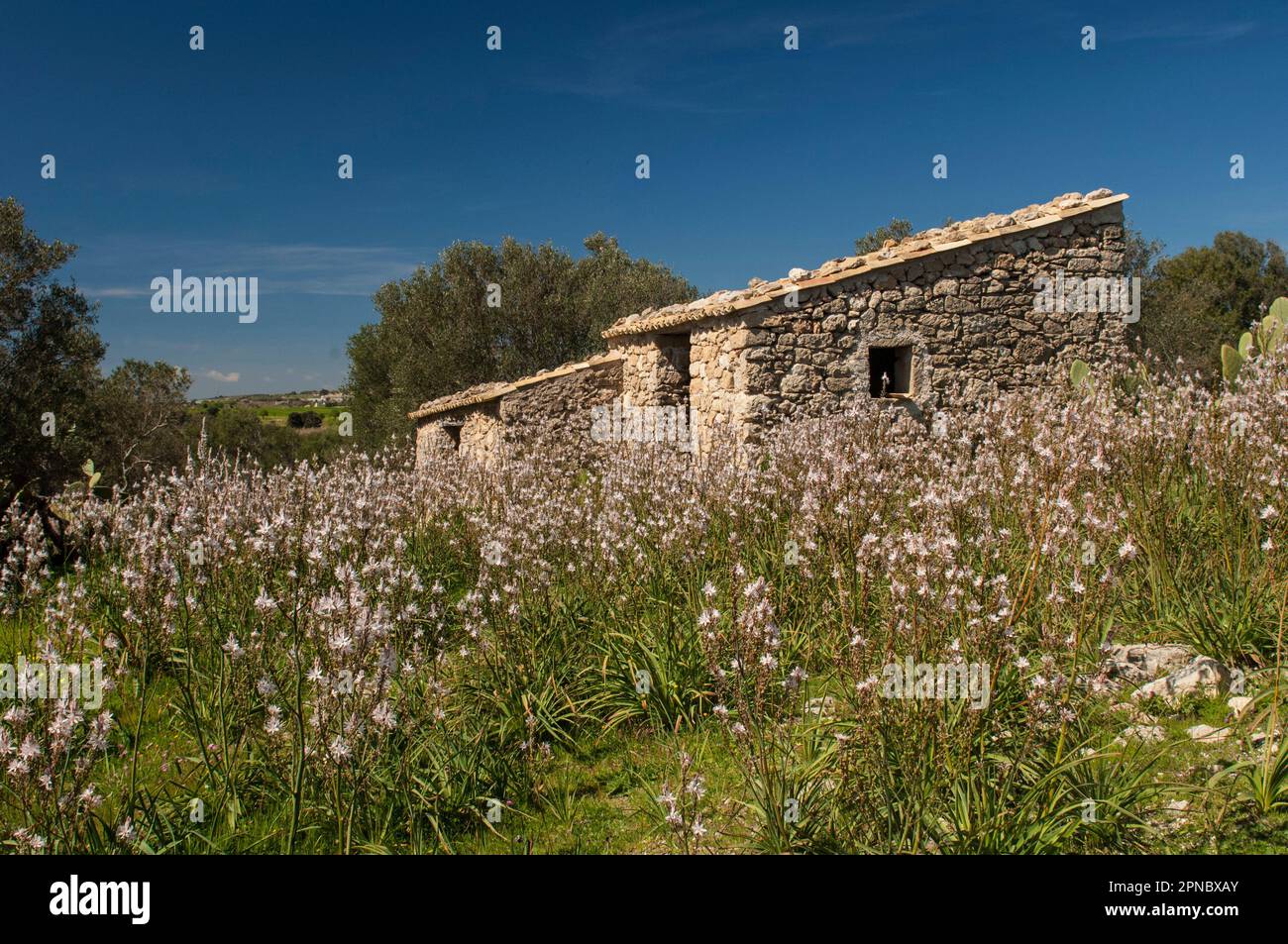 La Riserva Naturale orientata di Vendicari, fioritura di anfodi, provincia di Siracusa, Sicilia, Italia, Europa. Foto Stock