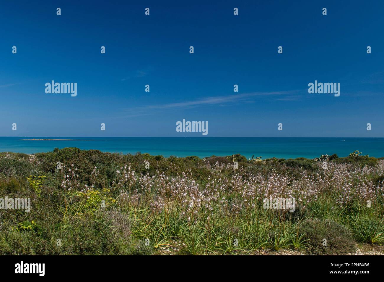 La Riserva Naturale orientata di Vendicari, fioritura di anfodi, provincia di Siracusa, Sicilia, Italia, Europa. Foto Stock