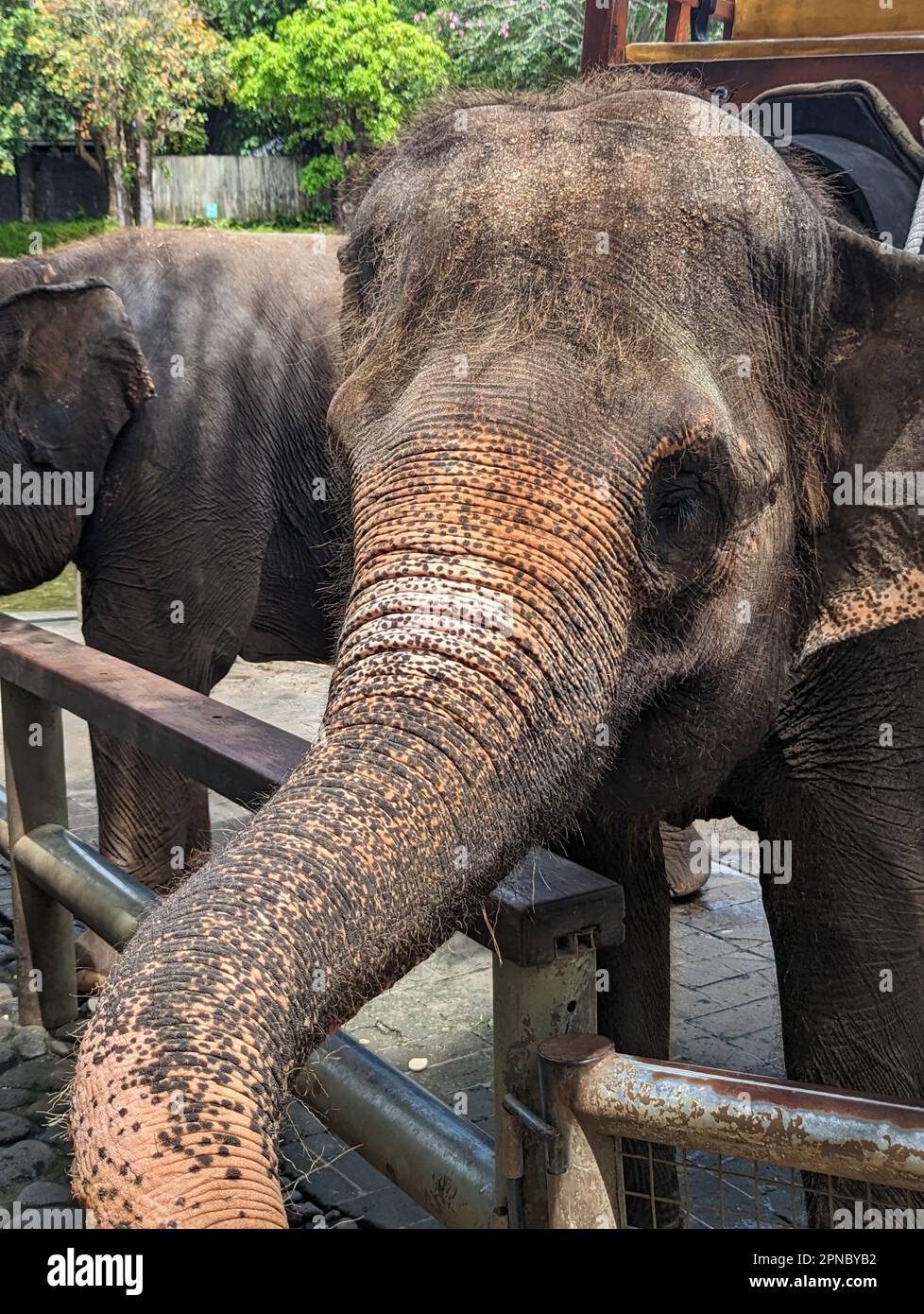 I due elefanti africani si ergono accanto a una recinzione di legno, che mostra le loro imponenti zecche Foto Stock
