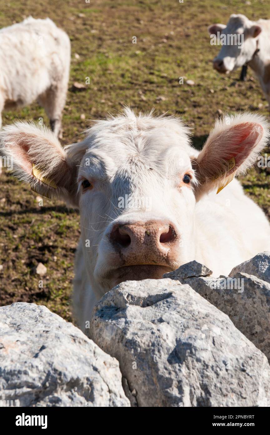 Fattoria con mucche in campagna in provincia di Ragusa, Sicilia, Italia, Europa. Foto Stock