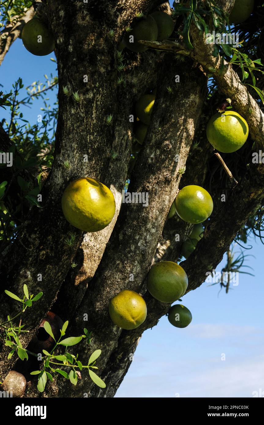 Albero con frutti chiamati Morro, El Salvador, America Centrale Foto Stock