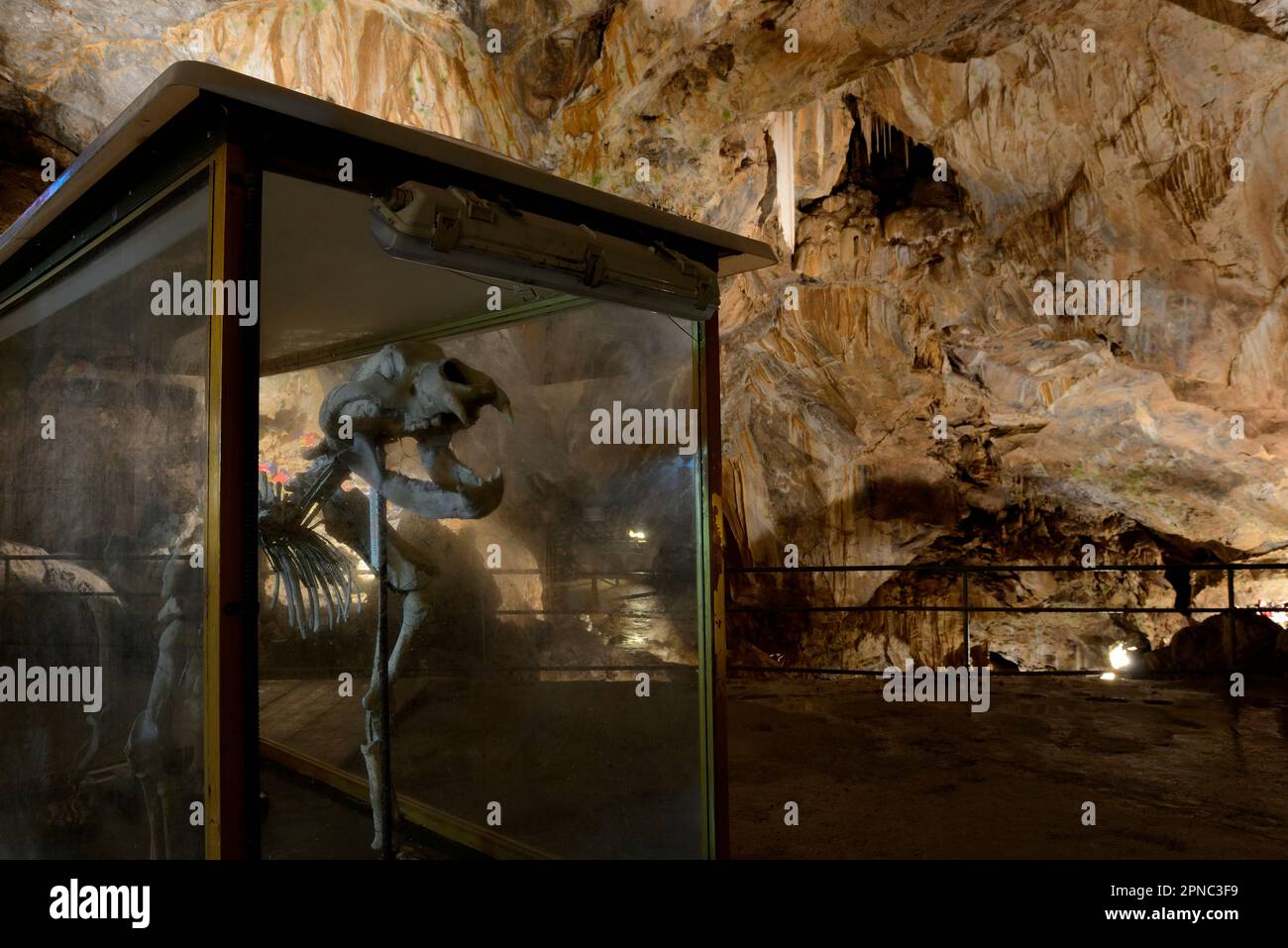 Una ricostruzione scheletrica è visibile al pubblico nella Sala dell’Orso, o sala dell’orso della milza. La grotta di Bossea fu la prima meta turistica italiana ca Foto Stock