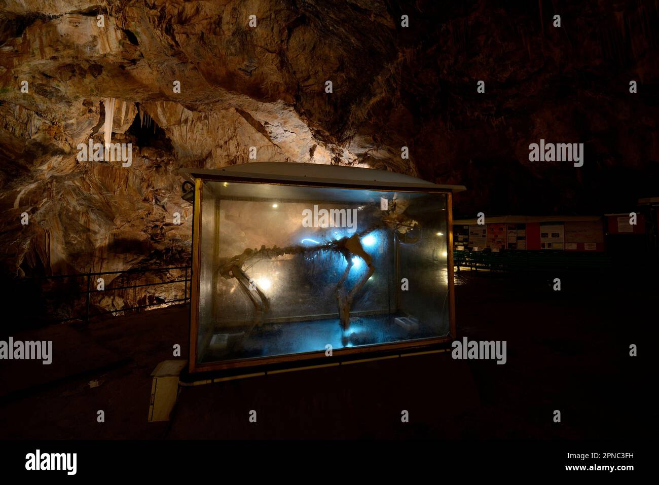 Una ricostruzione scheletrica è visibile al pubblico nella Sala dell’Orso, o sala dell’orso della milza. La grotta di Bossea fu la prima meta turistica italiana ca Foto Stock