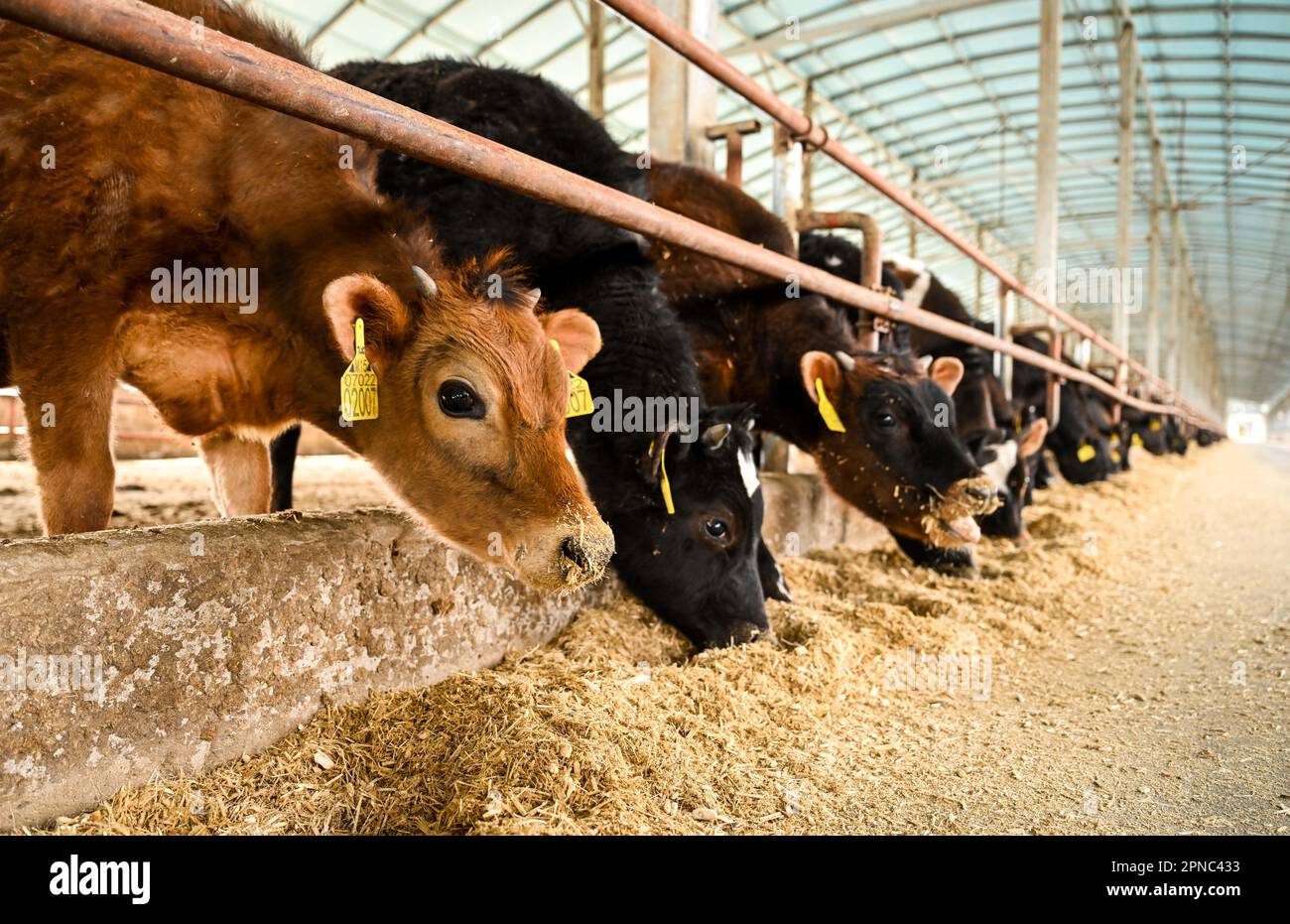 Tongliao. 14th Apr, 2023. I vitelli si nutrono di un allevamento di bestiame a Horqin, Banner posteriore dell'ala sinistra di Tongliao City, nella regione autonoma della Mongolia interna della Cina settentrionale, il 14 aprile 2023. Grazie agli sforzi per un'operazione su scala e standardizzata, l'industria bovina di Tongliao ha registrato una crescita rapida, con una popolazione annuale di bovini da carne di oltre 3 milioni di persone. Credit: Lian Zhen/Xinhua/Alamy Live News Foto Stock
